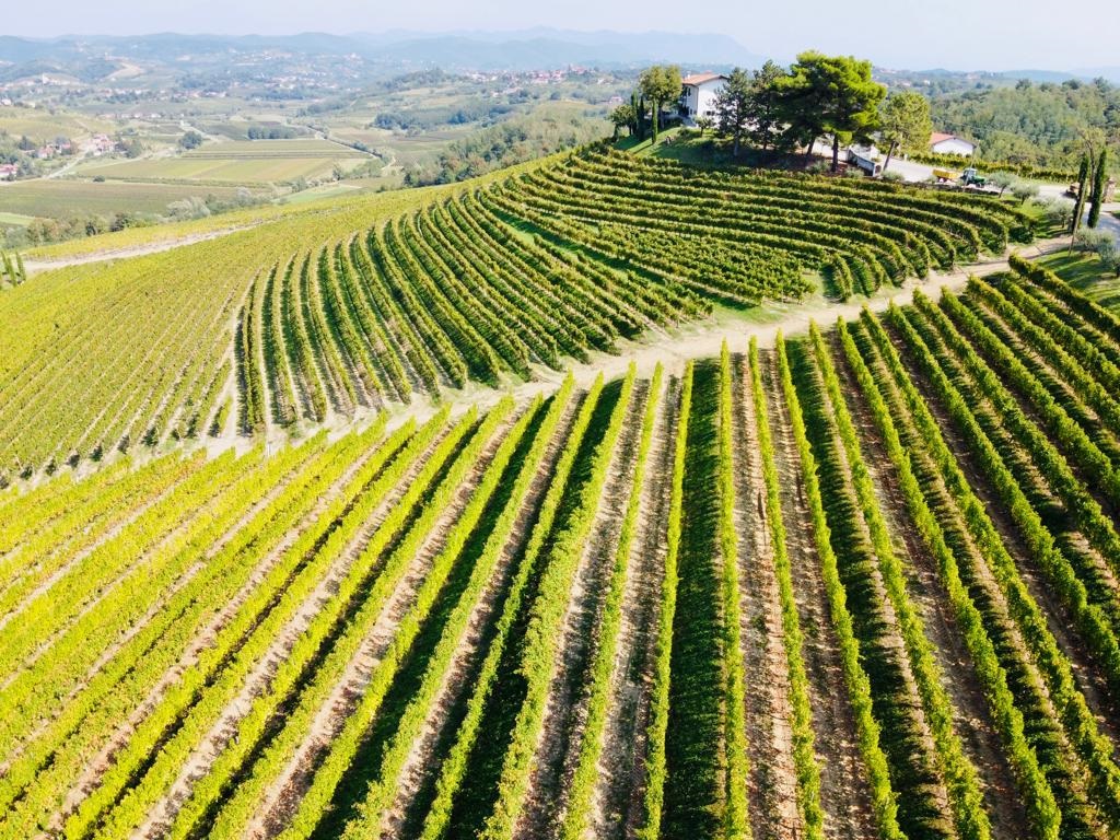 AZIENDE. BORDIN: DA 60 ANNI LIVON AMBASCIATORE DI QUALITÀ DEL VINO FVG